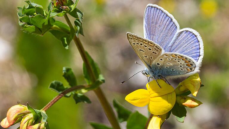 Ein Hauhechel-Bläuling (Polyommatus icarus) auf einer&nbsp;seiner Futterpflanzen, dem gewöhnlichen Hornklee (Lotus corniculatus).