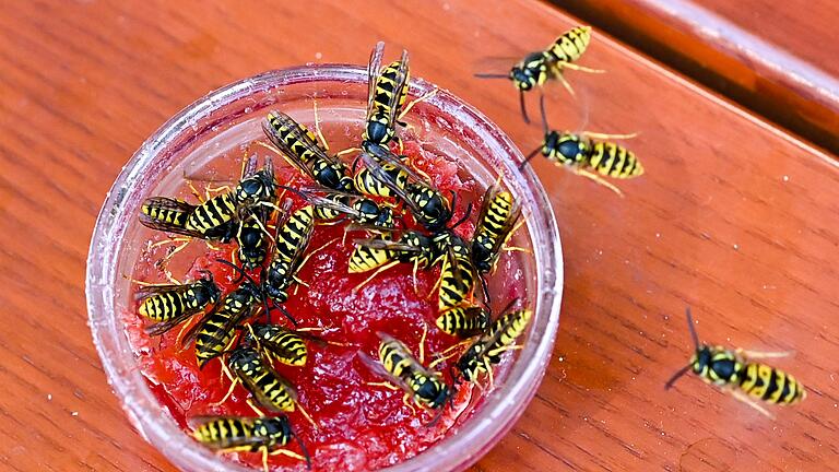 Wespen sitzen in einer Schale mit Marmelade       -  Gerade im Spätsommer brauchen Wespen zum Überleben Zucker. Den finden sie in süßen Lebensmitteln wie Kuchen, Säften, Marmelade oder Limonade.