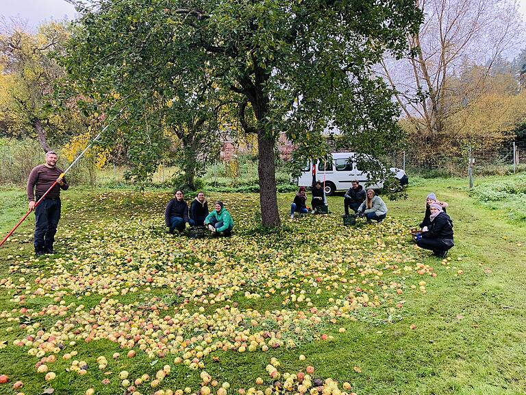 Auszubildende des Landratsamtes Main-Tauber-Kreis bei der Quitten- und Apfelernte in Bronnbach. Unterstützt werden sie von Harald Lurz (links), Obstbauberater im Landratsamt. Auszubildende des Landratsamtes Main-Tauber-Kreis bei der Quitten- und Apfelernte in Bronnbach. Unterstützt werden sie von Harald Lurz (links), Obstbauberater im Landratsamt.