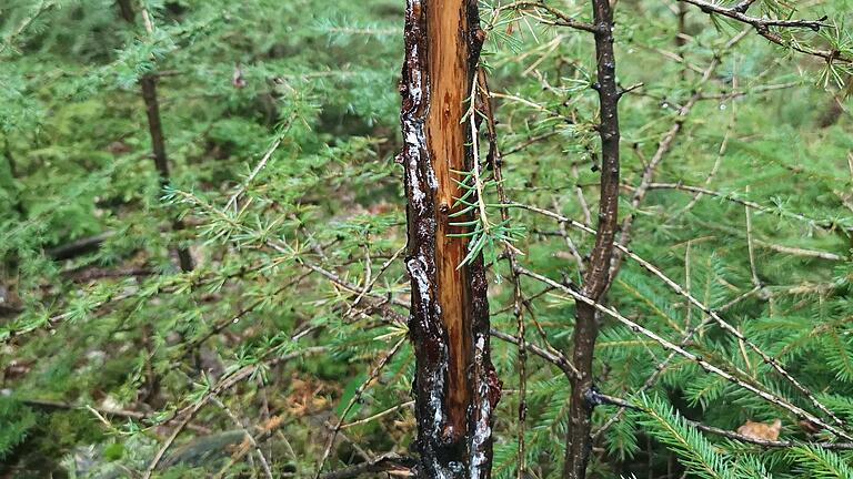 Wildverbiss ist ein wichtiges Thema für Waldbesitzer. Der notwendige Waldumbau kann nur in Kooperation mit Jagd und Forst gelingen.