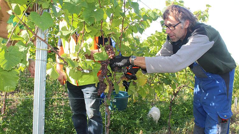 Nicht nur die Weinlese ist Chefsache: Abtswinds Bürgermeister Jürgen Schulz kümmert sich um den Gemeinde-Weinberg.