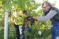 Nicht nur die Weinlese ist Chefsache: Abtswinds Bürgermeister Jürgen Schulz kümmert sich um den Gemeinde-Weinberg.