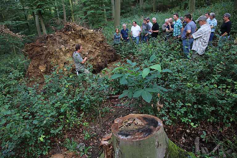 Aufgrund der Trockenheit sterben in Leinachs Gemeindewald die Wurzeln von stattlichen Buchen ab. Die Bäume stürzen mit abgerissenen Wurzeln um und bilden so ein Sicherheitsrisiko.