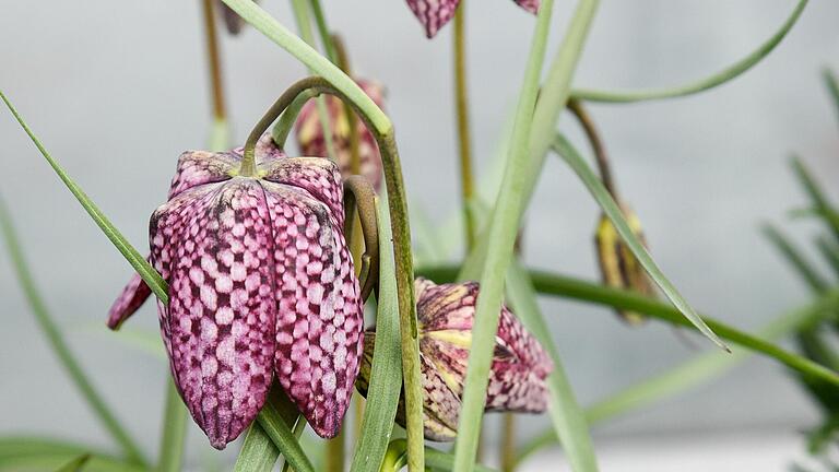 Frühblüher für Balkon und Garten: 10 pflegeleichte Frühlingsblumen, die Ihnen keine Mühe machen Frühblüher für Balkon und Garten: 10 pflegeleichte Frühlingsblumen, die Ihnen keine Mühe machen