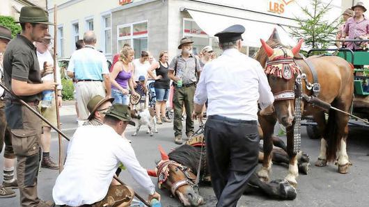 Das auf der Straße liegende Pferd  Foto: Barbara Herbst       -  Das auf der Straße liegende Pferd  Foto: Barbara Herbst