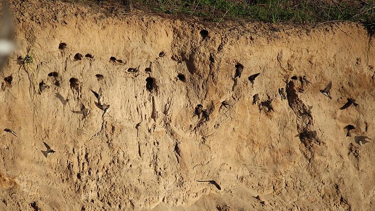 Die Uferschwalben ziehen in die Steilwand ein. Sie gehören zum Lebensraum Sand- und Kiesgrube wie Flussregenpfeifer und Kreuzkröte. Jedes Jahr brüten in den LZR-Kiesgruben große Kolonien der Zugvögel.