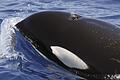 Orcas können gut nach ihrem Gehör jagen. Foto: Múnica Perez       -  Orcas haben in der Straße von Gibraltar eine Jacht versenkt.