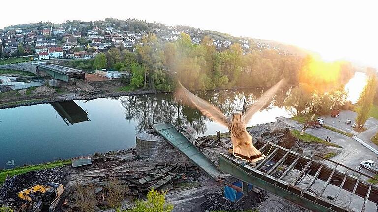 Halbzeit beim Brückenabriss - Den Blick von oben auf die Abrissarbeiten an der Neuen Mainbrücke wissen auch Turmfalken zu schätzen. Gelungen ist die Aufnahme des scheuen Vogels kurz nach Sonnenaufgang dank eines Fernauslösers und einer auf dem Stativ montierten Kamera. Halbzeit beim Brückenabriss - Den Blick von oben auf die Abrissarbeiten an der Neuen Mainbrücke wissen auch Turmfalken zu schätzen. Gelungen ist die Aufnahme des scheuen Vogels kurz nach Sonnenaufgang dank eines Fernauslösers und einer auf dem Stativ montierten Kamera.