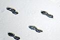 Vier Stapfen im Schnee       -  Vier Stapfen im Schnee tun im Herzen mir weh... Foto: Marius Becker
