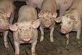 Die Zahl der viehhaltenden Betriebe im Landkreis Kitzingen ging in den letzten zehn Jahren von 800 auf etwa 540 zurück. 158 Betriebe züchten wie Helmut Schmidt, in dessen Stall das Bild entstand, Mastschweine. Schon vor dem Krieg in der Ukraine war die Lage für die Landwirte schwierig, jetzt hat sie sich noch einmal verschärft. Fotos: Daniela Röllinger