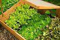 Nicht nur im Frühbeetkasten können bei kühleren Temperaturen junge Salate gezogen und geerntet werden, sondern auch für das Beet gibt es noch winterliche Gemüsesorten und Salate.&nbsp;