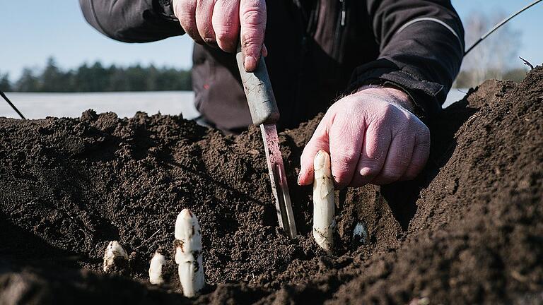 Beginn der Spargelernte - In Unterfranken lässt der Spargel noch auf sich warten. Nur in beheizten Feldern wir hier in Niedersachsen ist bereits jetzt eine Ernte möglich. Beginn der Spargelernte - In Unterfranken lässt der Spargel noch auf sich warten. Nur in beheizten Feldern wir hier in Niedersachsen ist bereits jetzt eine Ernte möglich.