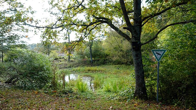 Der Natura Trail streift am Rand des Edelmannswalds auch das 'Seelein', Veitshöchheims einziges natürliche Feuchtbiotop,
seit 1965 als Naturdenkmal unter Schutz, aus der Sicht des Artenschutzes besonders wertvoll als Amphibienlaichgewässer und wichtiger Lebensraum für Tiere und Pflanzen. Der Natura Trail streift am Rand des Edelmannswalds auch das 'Seelein', Veitshöchheims einziges natürliche Feuchtbiotop,
seit 1965 als Naturdenkmal unter Schutz, aus der Sicht des Artenschutzes besonders wertvoll als Amphibienlaichgewässer und wichtiger Lebensraum für Tiere und Pflanzen.