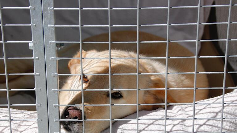 Damit das Tierheim Wannigsmühle die stetig steigenden Kosten für die Unterbringung der Fundtiere stemmen kann, müssen Gemeinden mehr bezahlen. Die Verwaltungsgemeinschaft Maßbach hat die Anhebung des Satzes von 60 Cent auf einen Euro pro Einwohner...       -  Damit das Tierheim Wannigsmühle die stetig steigenden Kosten für die Unterbringung der Fundtiere stemmen kann, müssen Gemeinden mehr bezahlen. Die Verwaltungsgemeinschaft Maßbach hat die Anhebung des Satzes von 60 Cent auf einen Euro pro Einwohner und Jahr ab 2026 beschlossen.