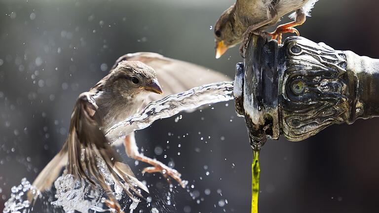 Spatzen am Wasserhahn - Freundlichkeit - vor allem gegenüber dem anderen Geschlecht - trägt bei jungen Spatzen zum Bruterfolg bei. (Archivbild) Spatzen am Wasserhahn - Freundlichkeit - vor allem gegenüber dem anderen Geschlecht - trägt bei jungen Spatzen zum Bruterfolg bei. (Archivbild)