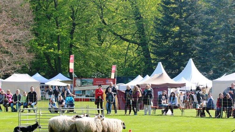 Eine  Vorstellung von geschulten Border Collies wird es  beim Gartenfest geben. Foto: Frank Melesh       -  Eine  Vorstellung von geschulten Border Collies wird es  beim Gartenfest geben. Foto: Frank Melesh