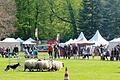 Eine  Vorstellung von geschulten Border Collies wird es  beim Gartenfest geben. Foto: Frank Melesh       -  Eine  Vorstellung von geschulten Border Collies wird es  beim Gartenfest geben. Foto: Frank Melesh