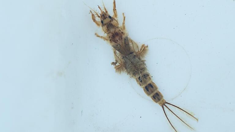 Eine Eintagsfliegenlarve in einer Wasserprobe aus der Streu bei Ostheim (Lkr. Rhön-Grabfeld)&nbsp;