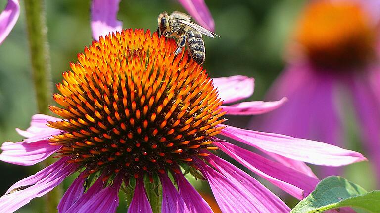 Der Sonnenhut lockt mit seinen kräftigen Farben Bienen und Insekten an.