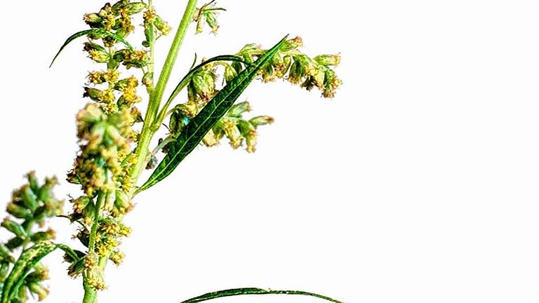 Wormwood plant       -  _