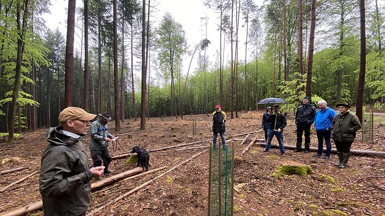 In Bereichen, wo schadhafte Nadelbäume gefällt wurden, soll künftig Mischwald entstehen.