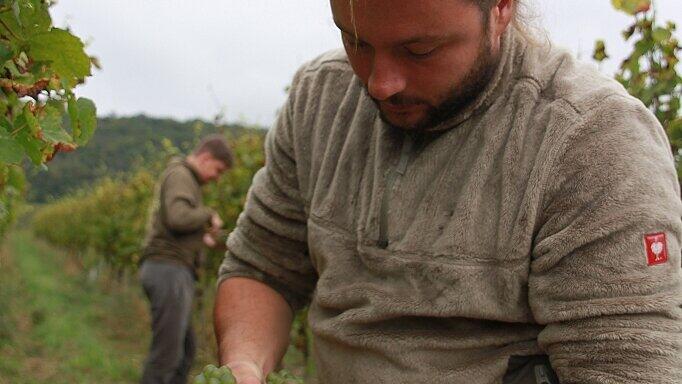 60 Prozent Ernteausfall wegen des Falschen Mehltaus &ndash; aber wenigstens versprechen die verbliebenen Trauben eine sehr gute Qualität: Nicolas Olinger bei der Ernte in Iphofen. Von der Idee des Bio-Anbaus will er trotz der Verluste in diesem Jahr keinesfalls abrücken.