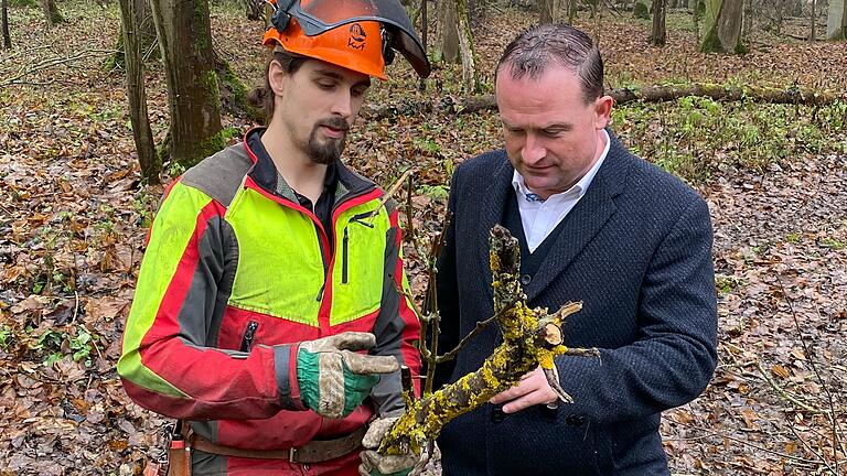 'Es ist klar zu erkennen, dass die Bäume zwar noch stehen, aber im Grunde genommen im Sterben beziehungsweise schon abgestorben sind', erklärt Grafenrheinfelds Bürgermeister Christian Keller. Hier lässt er sich den Pilzbefall der Eschen im Gemeindewald zeigen. 'Es ist klar zu erkennen, dass die Bäume zwar noch stehen, aber im Grunde genommen im Sterben beziehungsweise schon abgestorben sind', erklärt Grafenrheinfelds Bürgermeister Christian Keller. Hier lässt er sich den Pilzbefall der Eschen im Gemeindewald zeigen.