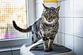 Kater Kowalski lebt aktuell im Tierheim in Würzburg, doch seit März hofft er auf ein neues Zuhause mit liebevollen Besitzerinnen und Besitzern.