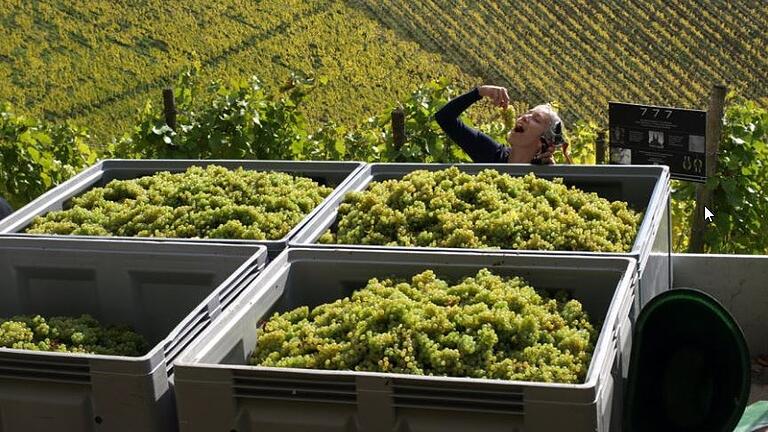 In den Weinbergen des Weinguts Weinwerk aus Bad Kissingen können die Gäste bei der Weinlese helfen.