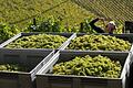 In den Weinbergen des Weinguts Weinwerk aus Bad Kissingen können die Gäste bei der Weinlese helfen.