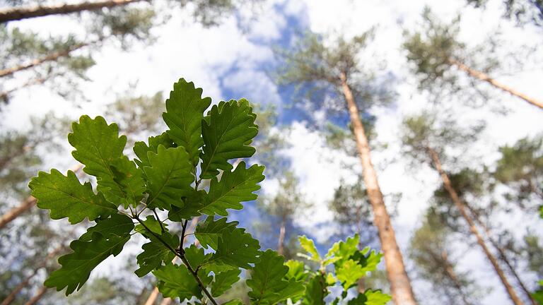 Im Wald von Oberthulba begutachteten die Gemeinderäte eine gut gedeihende Eichenkultur.       -  Im Wald von Oberthulba begutachteten die Gemeinderäte eine gut gedeihende Eichenkultur.