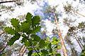 Im Wald von Oberthulba begutachteten die Gemeinderäte eine gut gedeihende Eichenkultur.       -  Im Wald von Oberthulba begutachteten die Gemeinderäte eine gut gedeihende Eichenkultur.