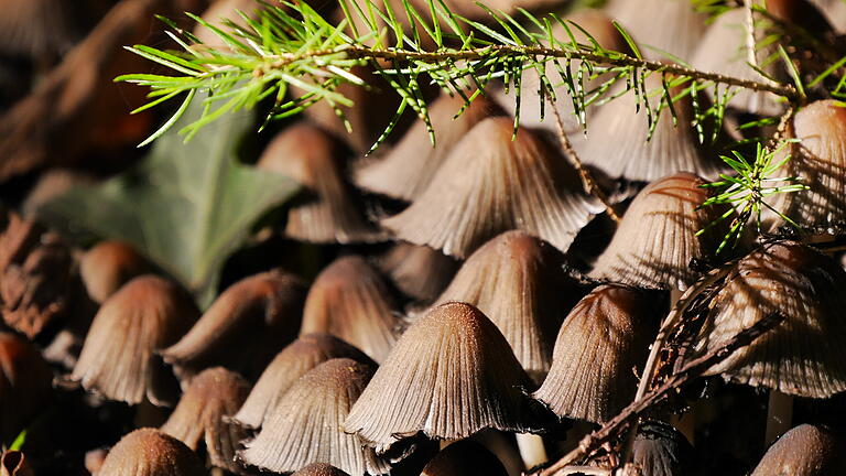 'Pilze im Wald' ist der Titel dieses Bildes, das bei der Ausstellung in der Umweltstation zu sehen ist.