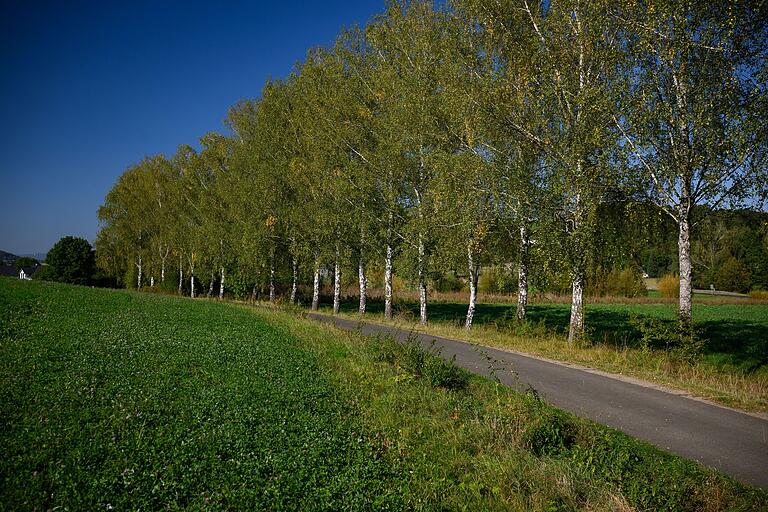 Die schöne Birkenallee bei Arnshausen. Die schöne Birkenallee bei Arnshausen.