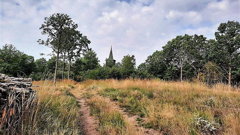 Vor Jahren hatte es schon eine Fällaktion zum Ärger der Rechtler auf dem Iffigheimer Berg gegeben. Im Hintergrund ragt der Andreas-Därr-Turm empor.