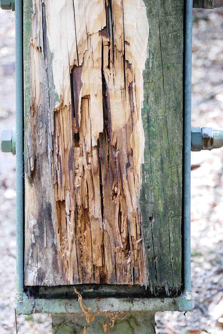 Auf dem Baumwipfelpfad Bayerischer Wald in Neuschönau hat man diesen befallenen Splint stellenweise am Stützenfuß abgeschlagen, aber der Pilzbefall reicht tiefer ins Holz, wie man an den dunkelbraunen Stellen zu erkennen vermag.