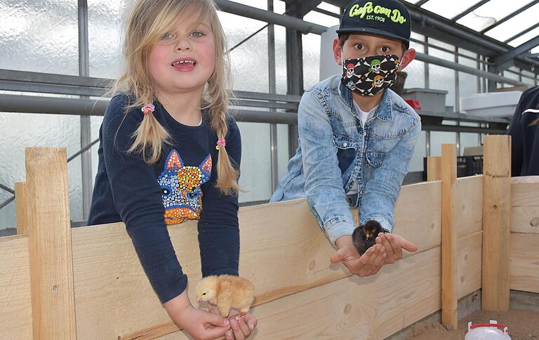 So ein flauschiges Federbündel einmal vorsichtig in die Hände nehmen zu dürfen, macht vor allem den Kindern der 'Hühnerpaten' Spaß. Carlotta und Patrice halten hier Hühnerkinder in den Händen, die gerade mal einen Tag alt sind. So ein flauschiges Federbündel einmal vorsichtig in die Hände nehmen zu dürfen, macht vor allem den Kindern der 'Hühnerpaten' Spaß. Carlotta und Patrice halten hier Hühnerkinder in den Händen, die gerade mal einen Tag alt sind.