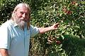 Der Rote Herbstkalvill, den Erich Rößner auf einer seiner Streuobstwiesen präsentiert, ist eine sehr alte und seltene Apfelsorte. Die Besonderheit: Wenn der Apfel reif ist, dann klappert er, wenn man ihn leicht schüttelt.