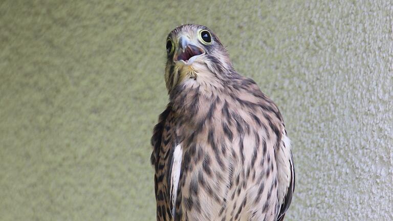 Diesmal ist der Anflug vom Apfelbaum zum Nistkasten im Hausgiebel nicht geglückt. Also landet der Jungfalke auf einem Vogelnistkasten am Haus von Erich Hirsch in Obenhohenried. Diesmal ist der Anflug vom Apfelbaum zum Nistkasten im Hausgiebel nicht geglückt. Also landet der Jungfalke auf einem Vogelnistkasten am Haus von Erich Hirsch in Obenhohenried. 