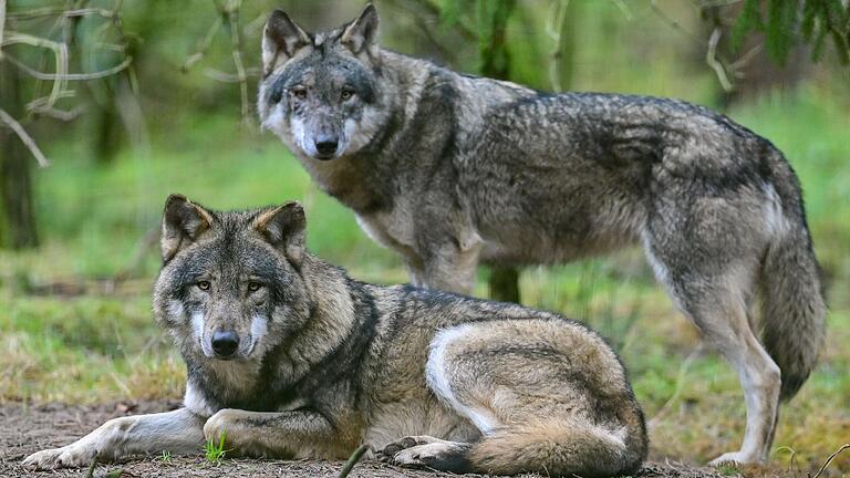 In der Rhön hat anscheinend ein Wolfspaar zusammengefunden, das gemeinsam Nutztiere reißt (Symbolbild).