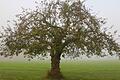 Herbst in Schwanfeld