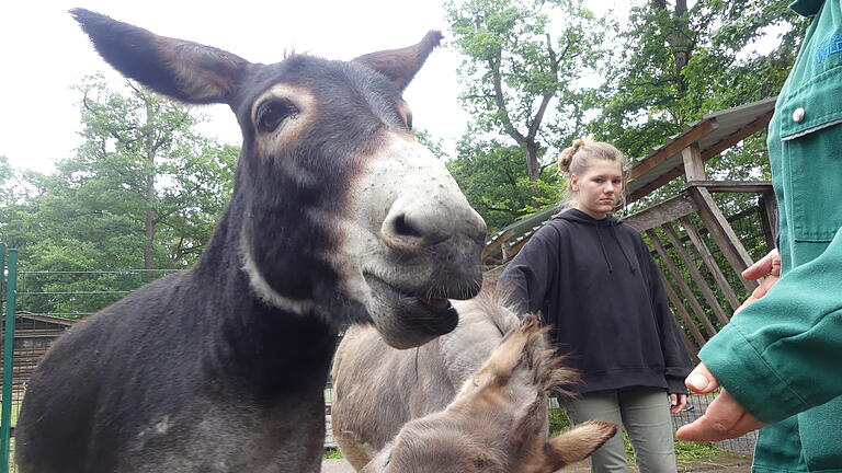 Muchas Gracias: Pablo &amp; Co freuen sich über das künftige neue Eselshaus am Wildpark