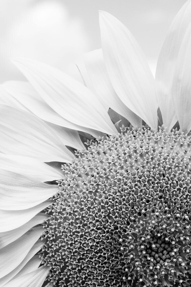 Helianthus annuus (Sonnenblume)
