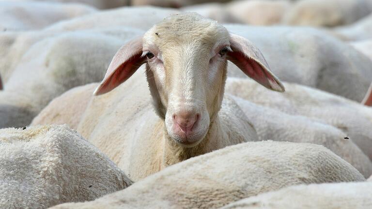Der Beruf des Schäfers galt im Mittelalter unehrlich, da er die toten Tiere häuten und entsorgen musste. Der Beruf des Schäfers galt im Mittelalter unehrlich, da er die toten Tiere häuten und entsorgen musste.