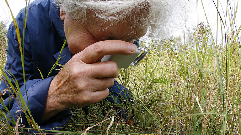 15588189.jpg       -  Forscher vermuten noch Millionen von unentdeckten Insekten.