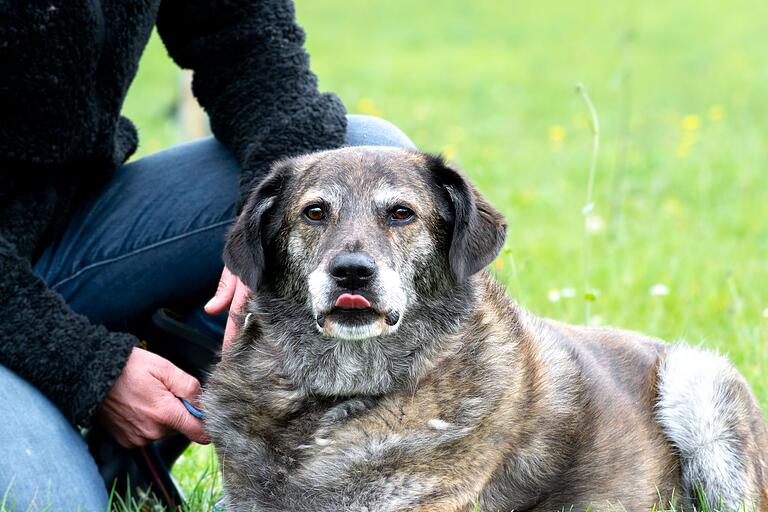 Der Schäferhundmischling 'Wulfi'.