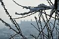 Im Januar dieses Jahres verwandelte sich die Stadt Würzburg in eine weiße Winterlandschaft (Archivbild).