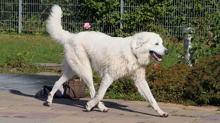 'Der Größte' beim Hundeschwimmen war im wahrsten Sinne des Wortes der Pyrenäenberghund 'Teddy', der stolze 85 Zentimeter groß ist und 55 Kilogramm auf die Waage bringt.