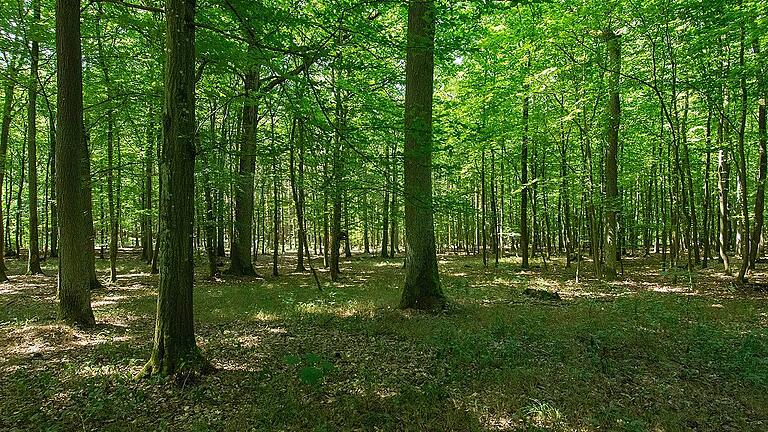 Das Münsterholz. Die Sonne kommt durch die lichten Baumkronen. Kein Jungholz wächst. Die Wärme behagt Insekten wie dem Schwammspinner, der sich dort massenhaft vermehrt hatte.