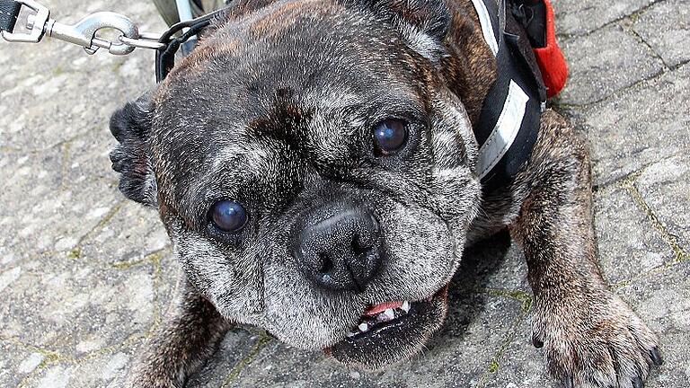 rollstuhlhund foto fuchs (6)       -  Aramis, der zehnjährige Pocket Bulldog, ist  mit seinem Hunderollstuhl ziemlich mobil. Sein Frauchen Christel Wanzek freut's. FOTO Diana Fuchs